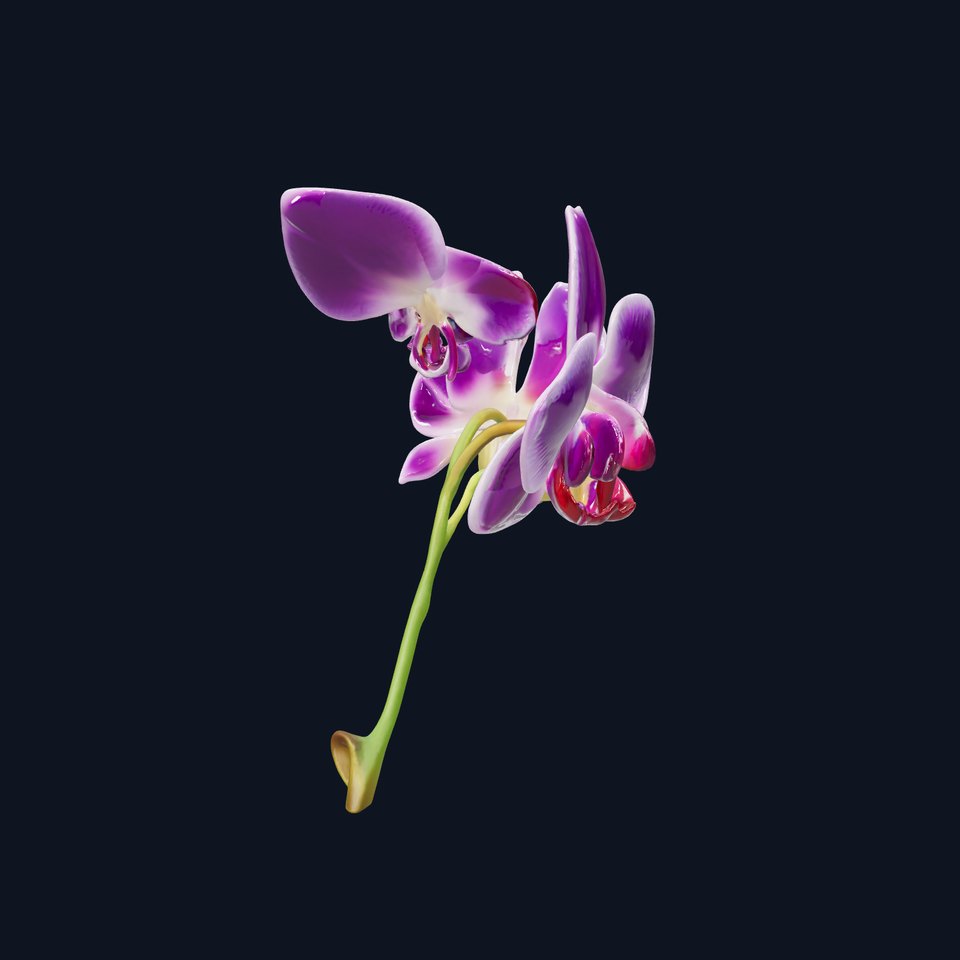 Orchid Flower Model Pack with Detailed Textures