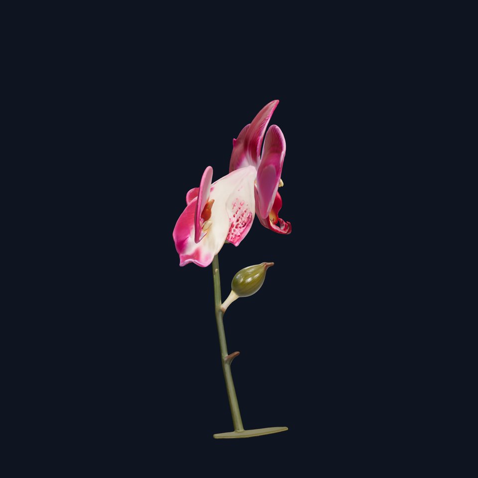 Elegant Orchid Flower Model Pack