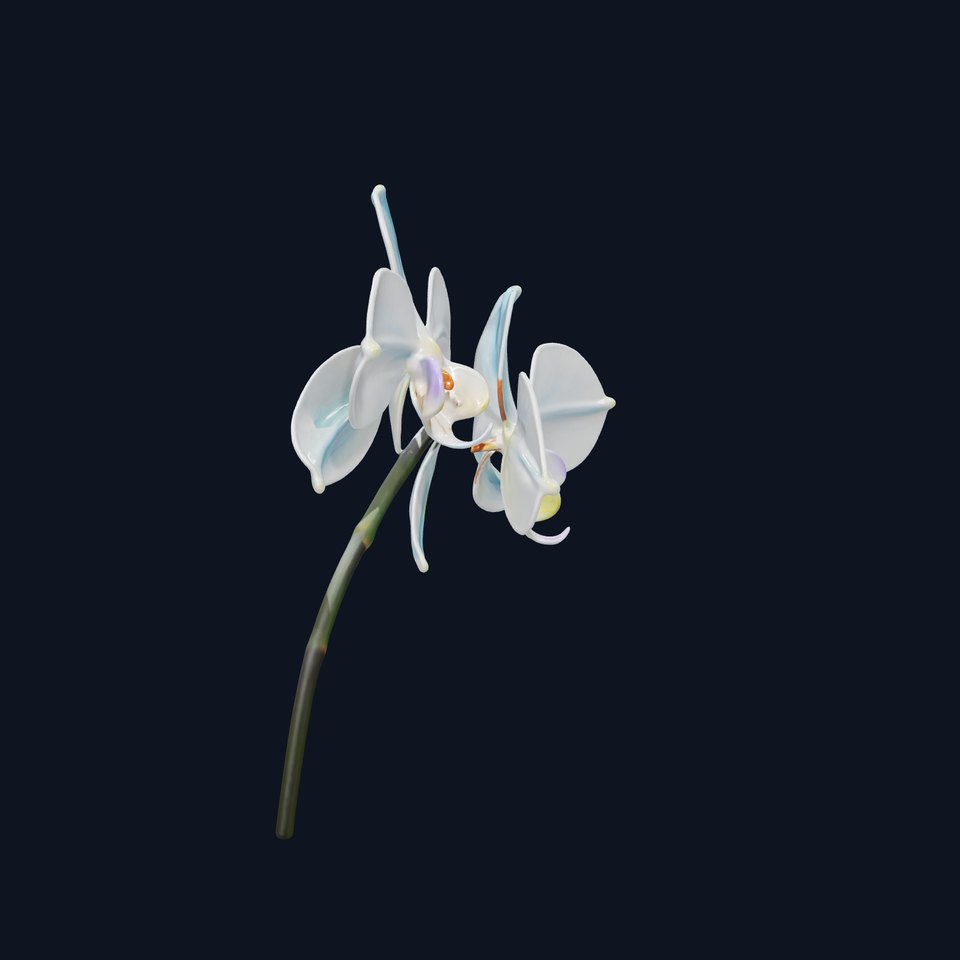 White Orchid D Model Pack with Realistic Textures