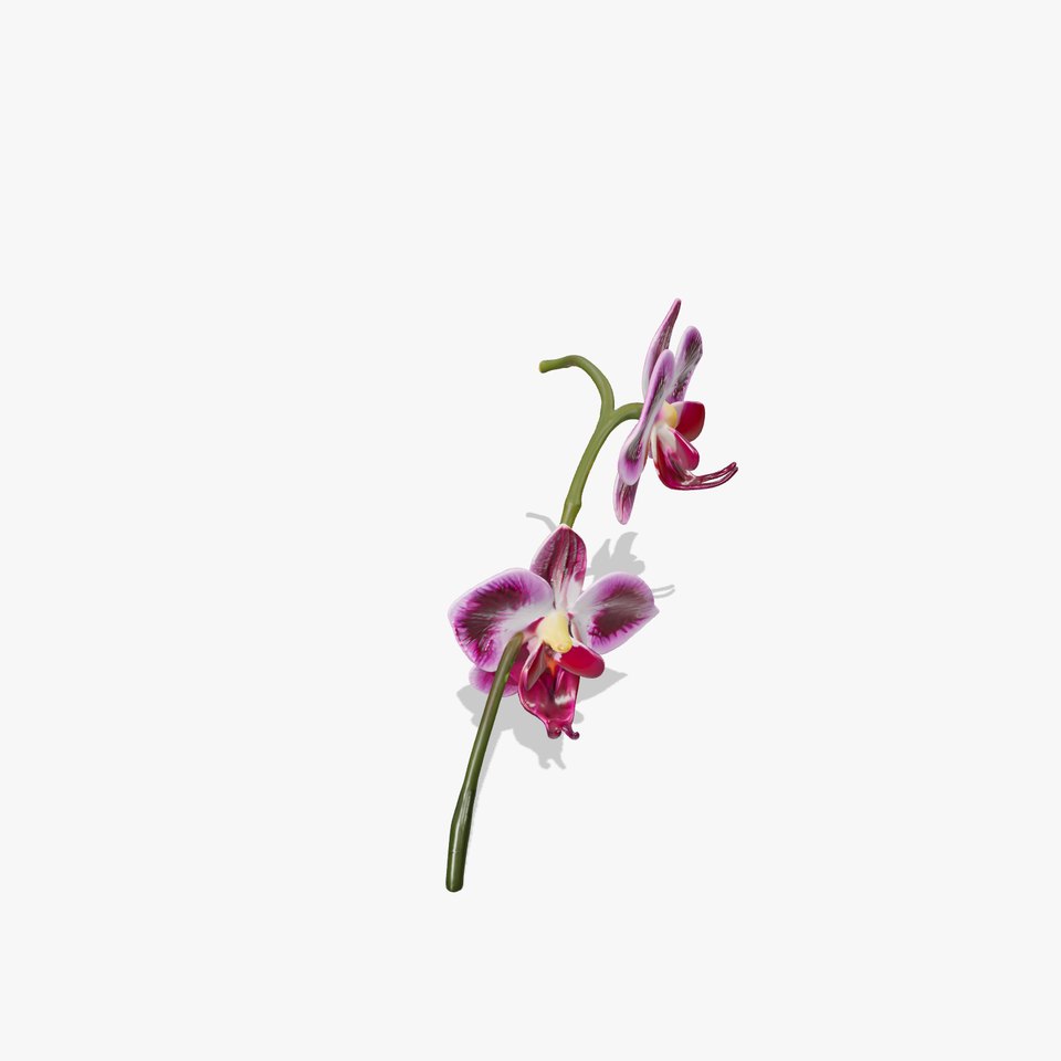 Orchid Flower Model Pack with PBR Textures