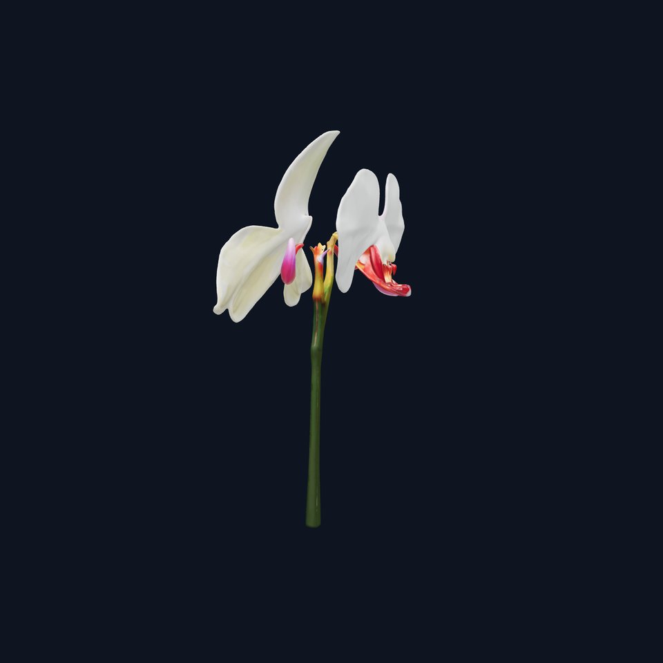 Orchid Flower D Model Pack