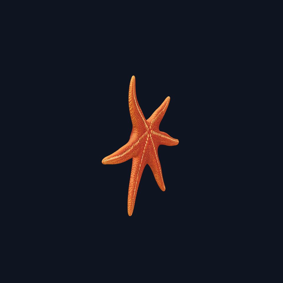 Realistic Starfish Model Pack for D Applications
