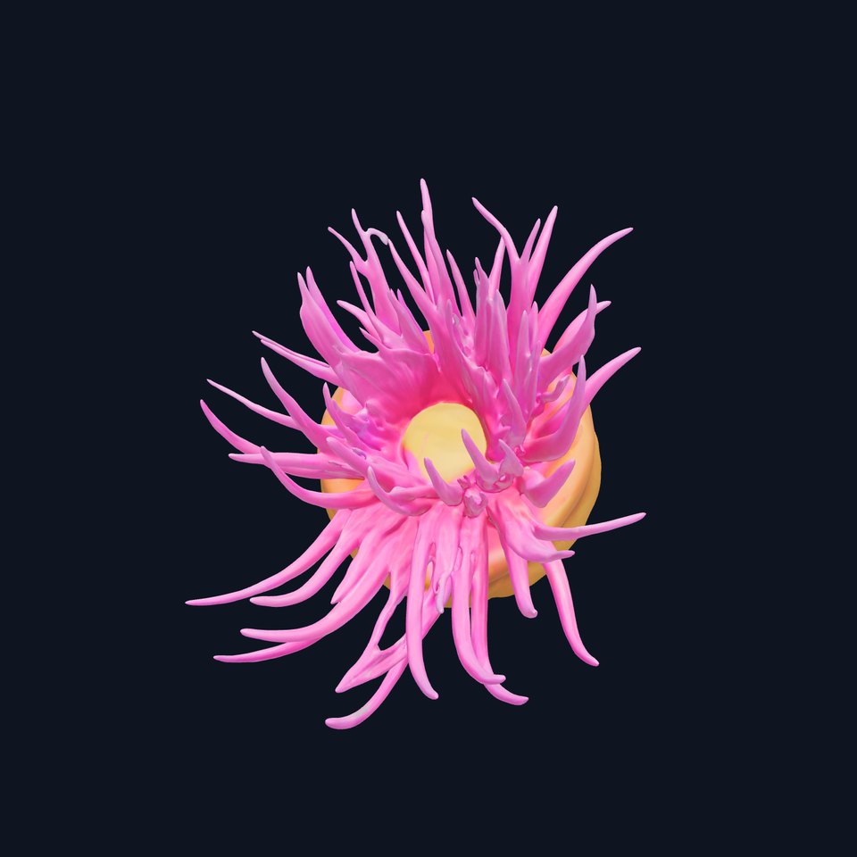 Sea Anemone Vibrant Tentacles Model Pack