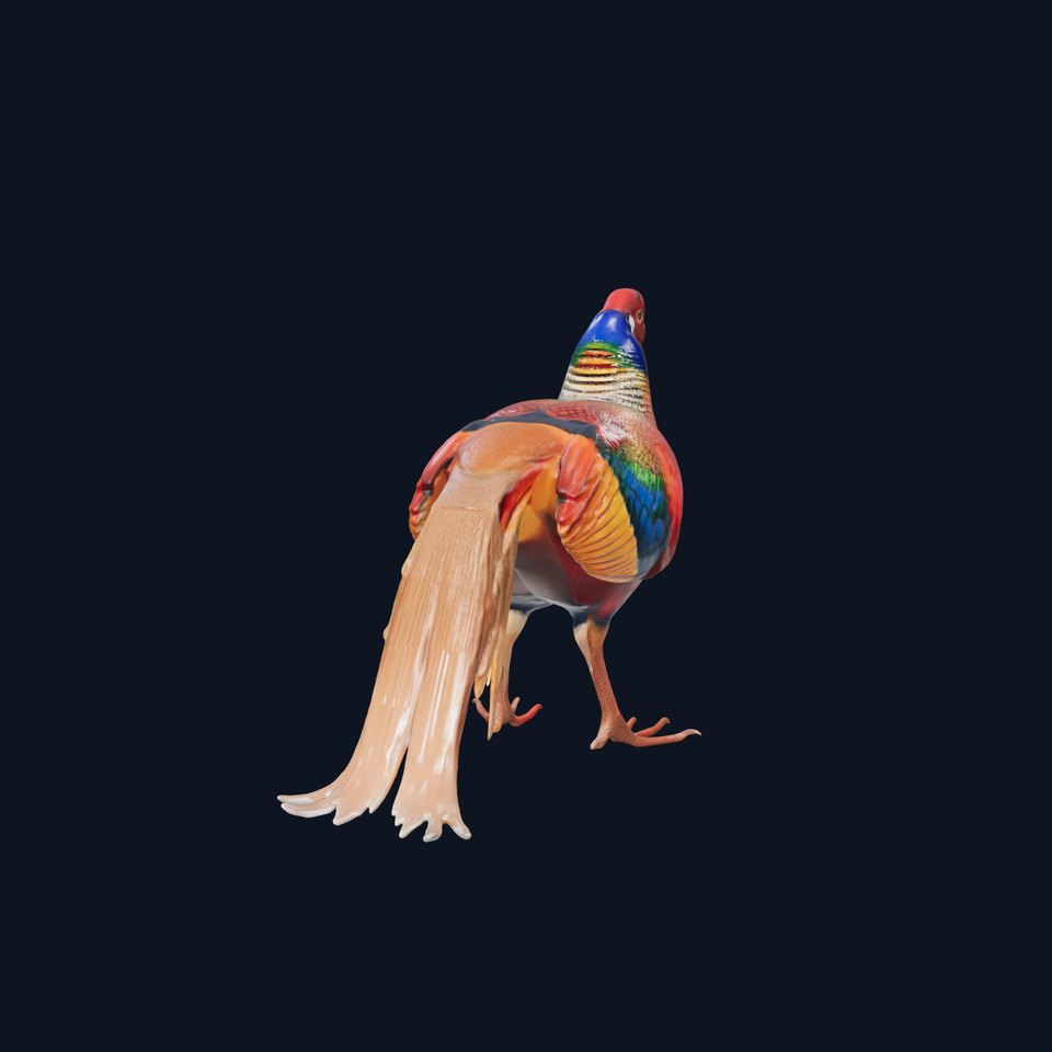 Colorful Pheasant D Model Pack
