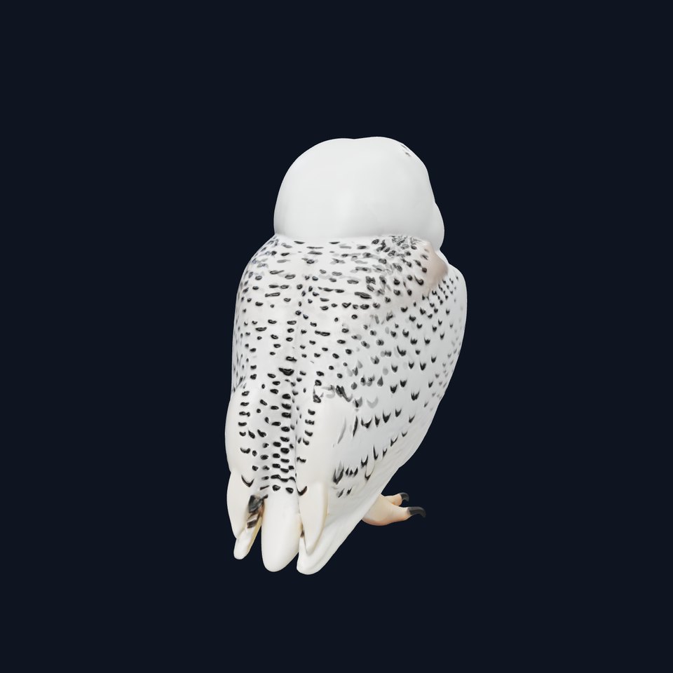 Snowy Owl D Model Pack