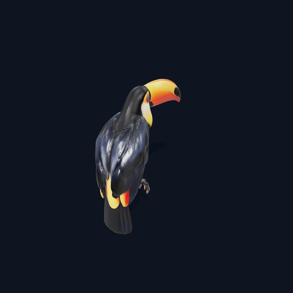 Tropical Toucan Bird D Model Pack