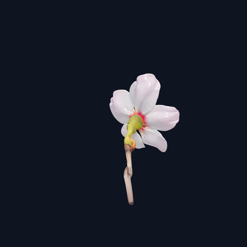 Cherry Blossom Branch Model Pack