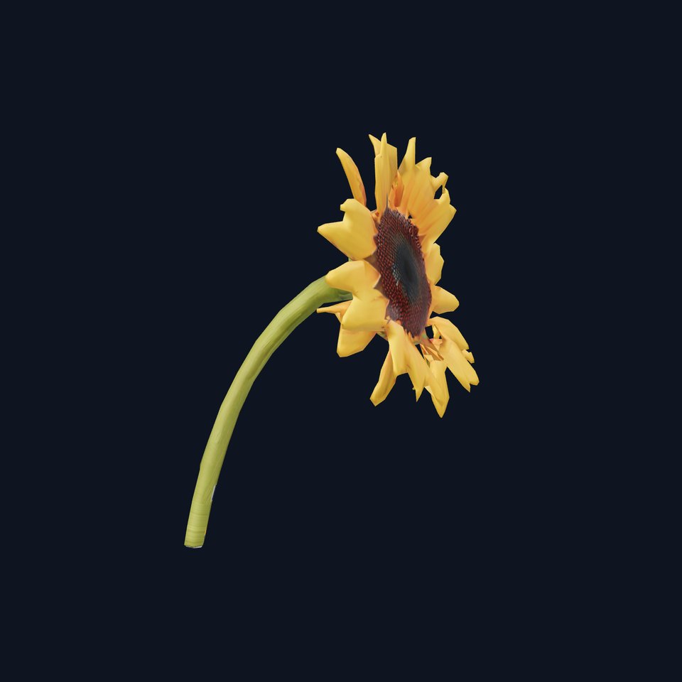 Vibrant Sunflower model pack