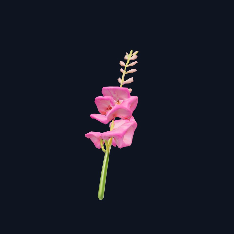 Pink Gladiolus Flower model pack