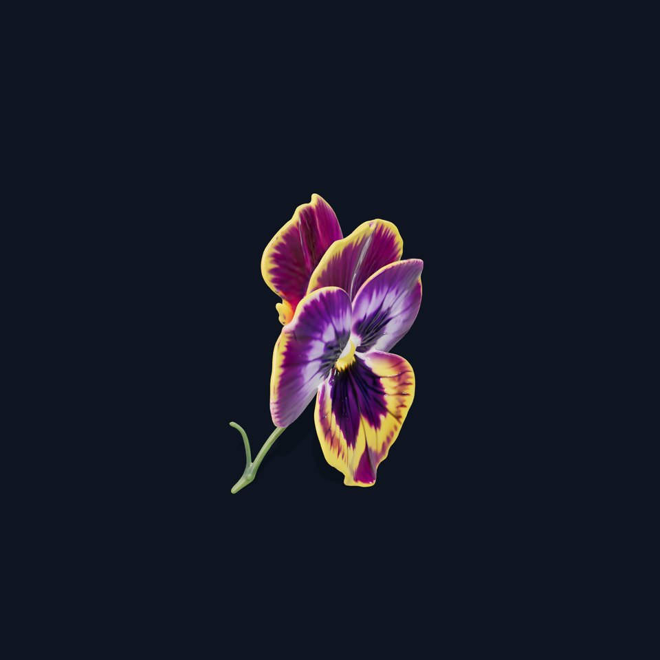 Vibrant Pansy Blossom model pack