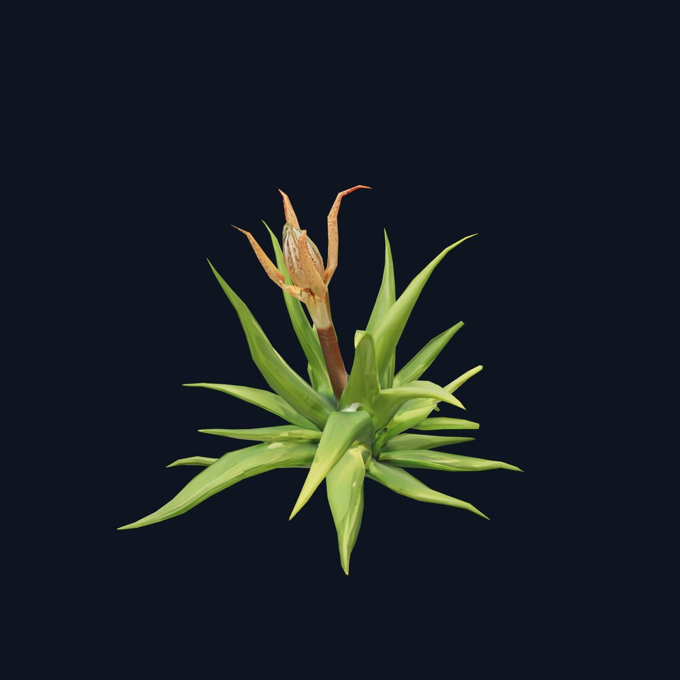 Agave Plant Green model pack