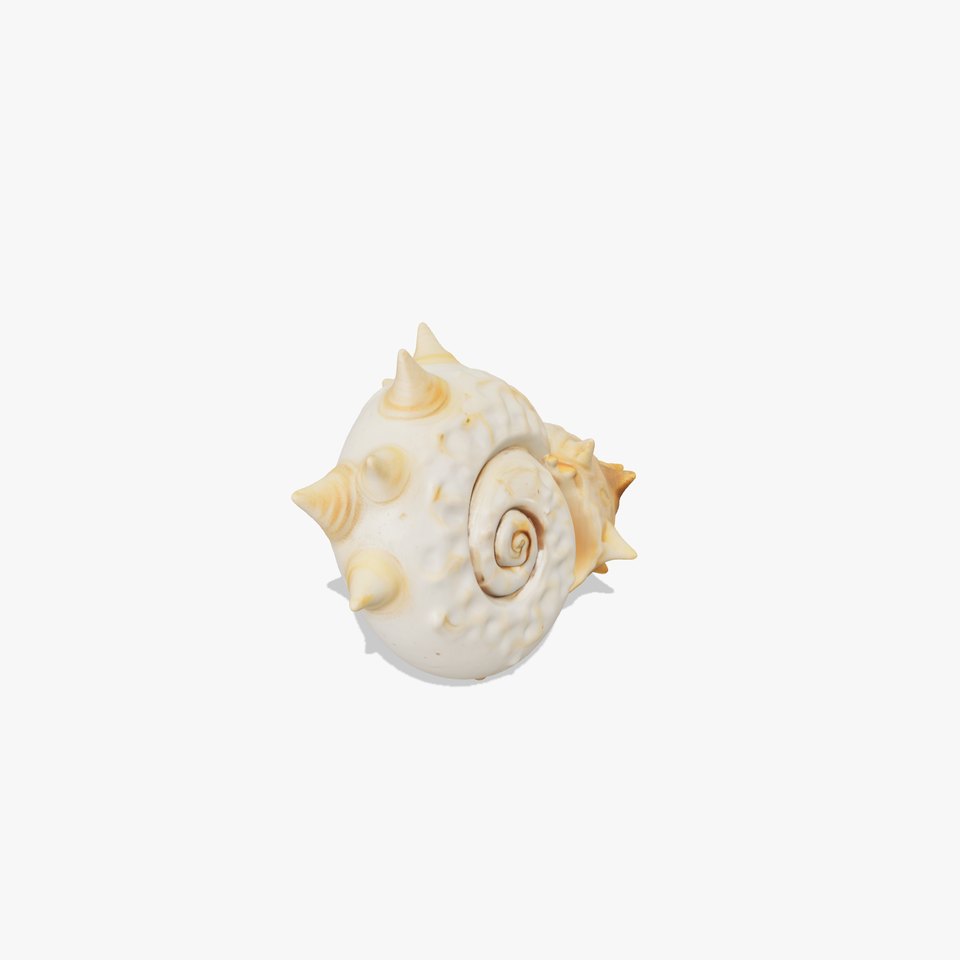 Spiral Conch model pack