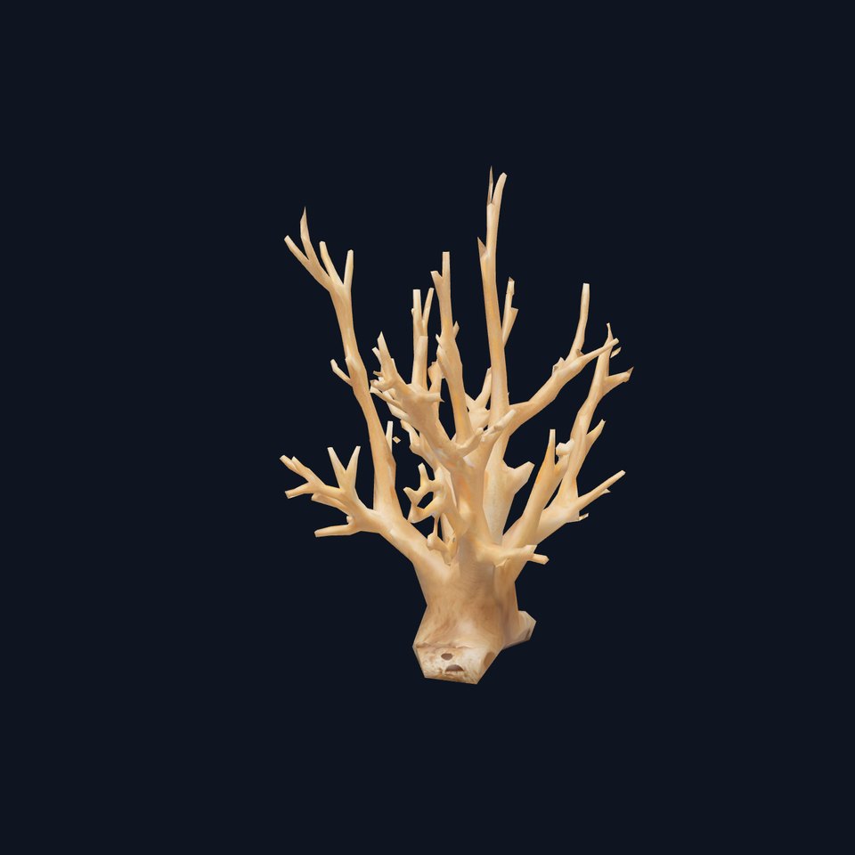 Natural Coral Branch model pack