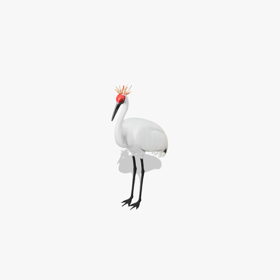 Elegant Crowned Crane model pack