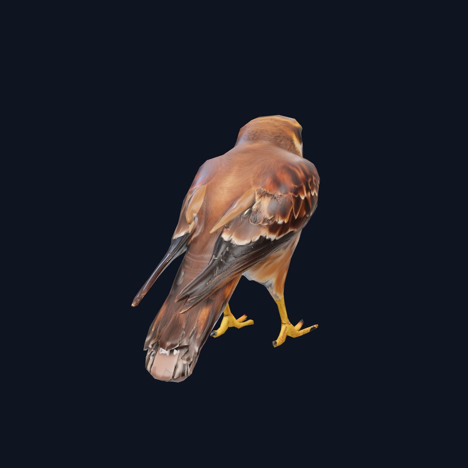 Brown Kestrel model pack