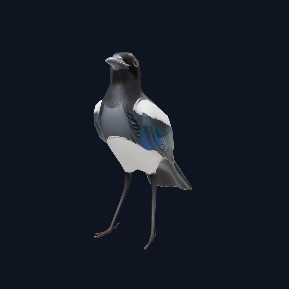 Elegant Magpie Bird model pack
