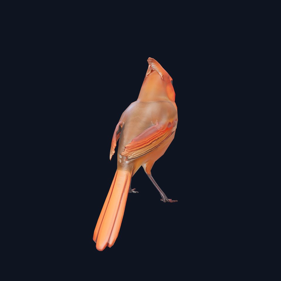 Scarlet Cardinal model pack