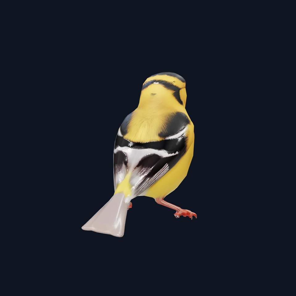 Vivid Finch Bird model pack