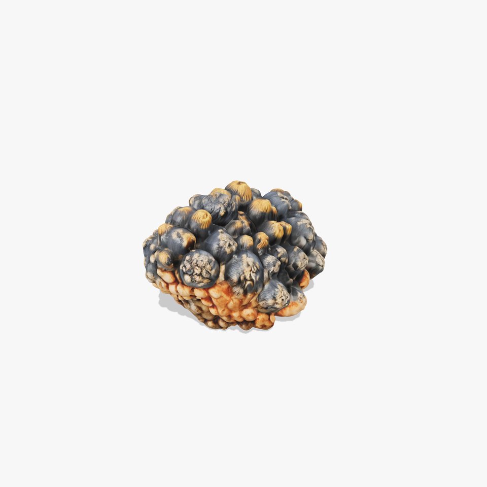 Textured Coral Cluster model pack