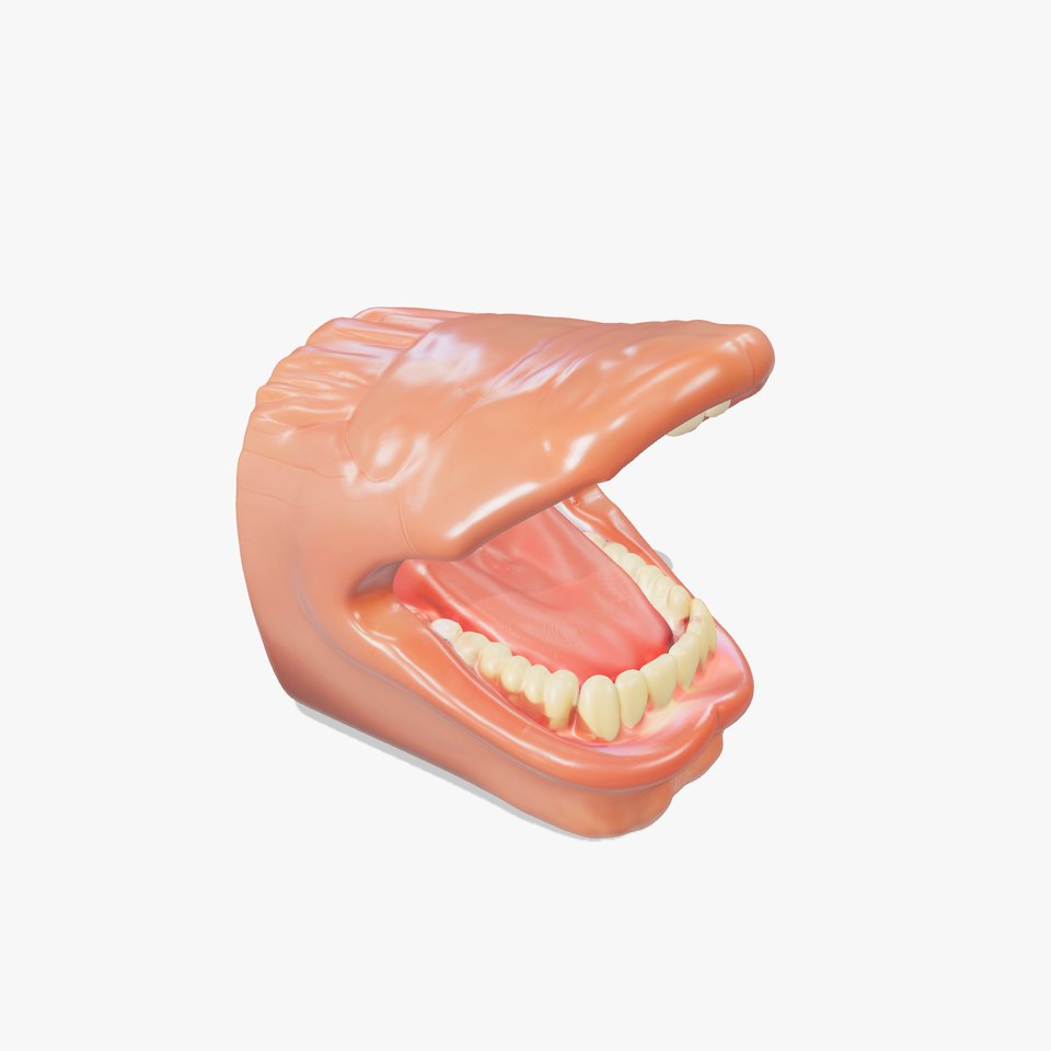 Realistic Oral Cavity model pack