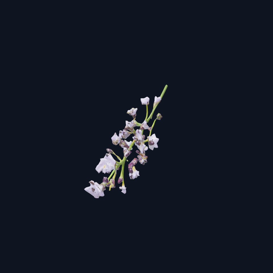 Lavender Blossom model pack