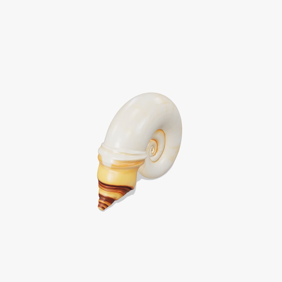 Seashell Spiral model pack
