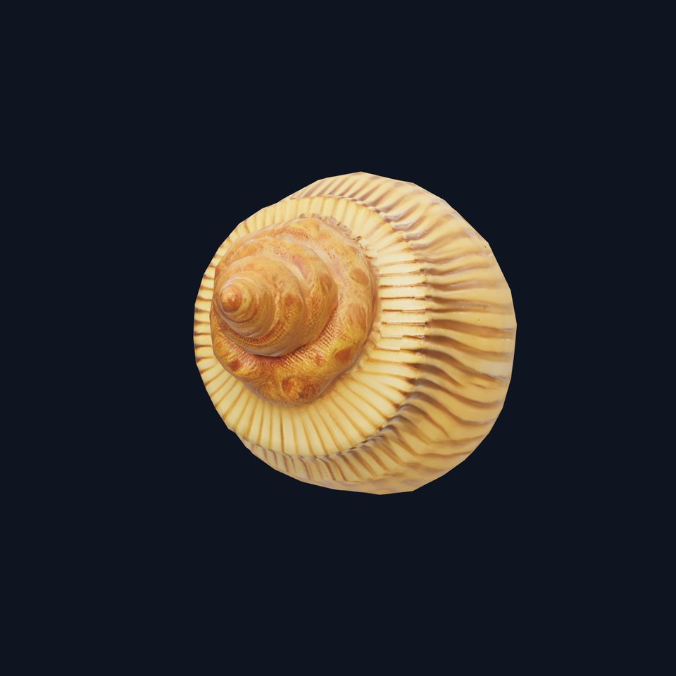 Elegant Seashell model pack