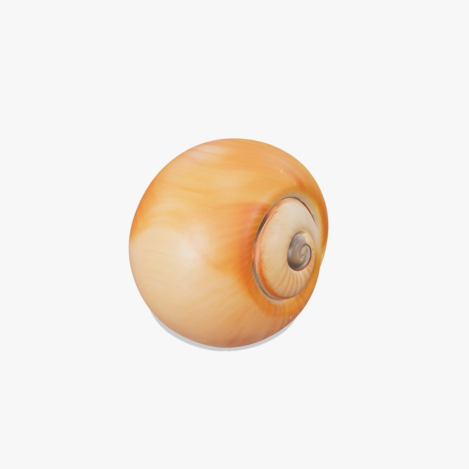 Amber Spiral Shell model pack