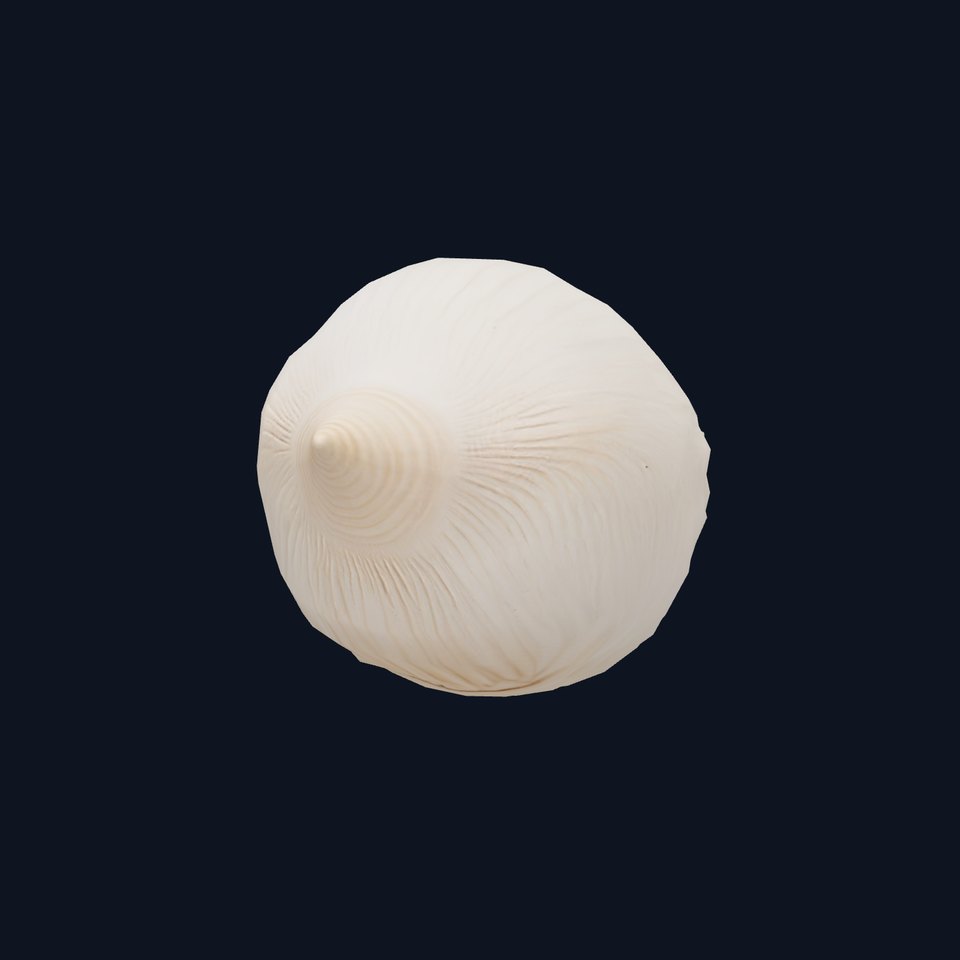 Elegant Sea Shell model pack