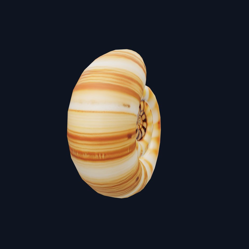 Spiral Seashell model pack