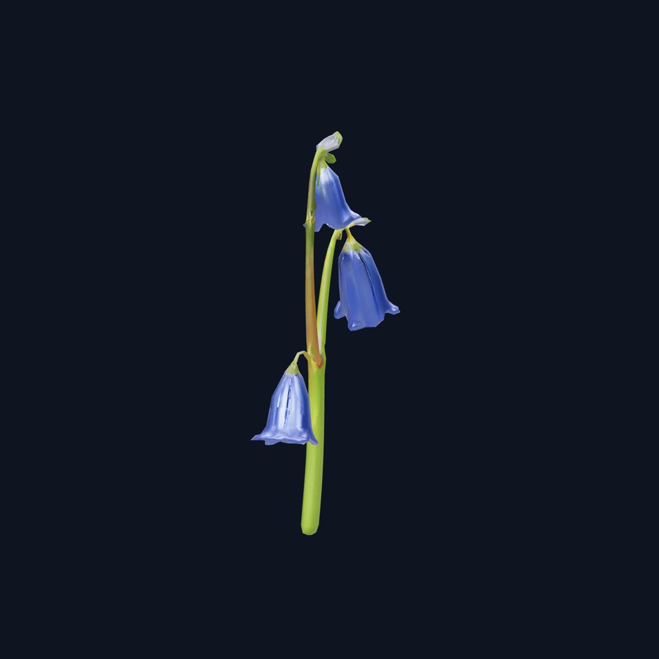 Bluebell Flower model pack