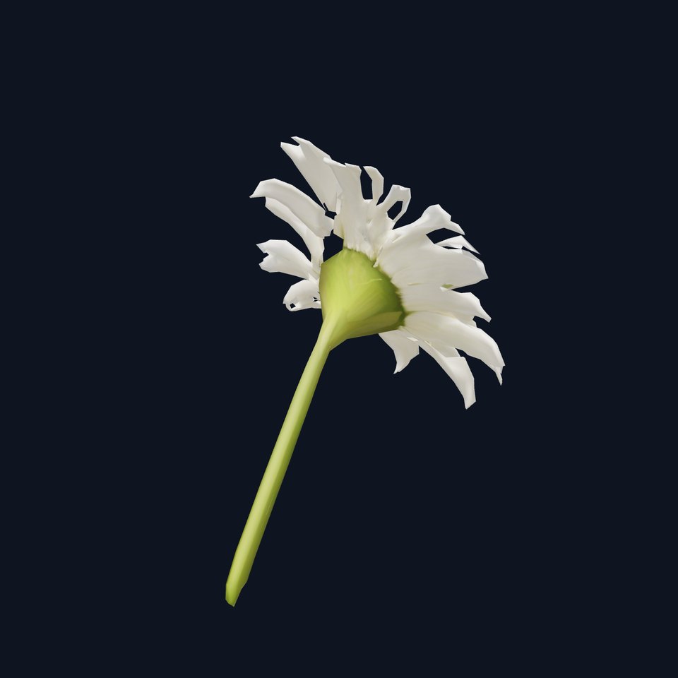 Daisy Blossom model pack