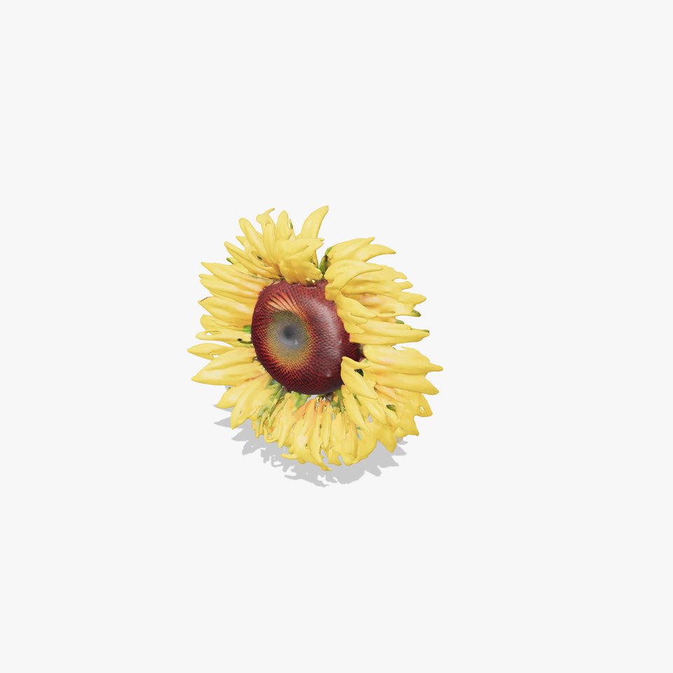 Sunflower Yellow Bloom model pack