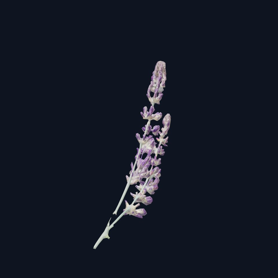 Purple Lavender Blossom model pack