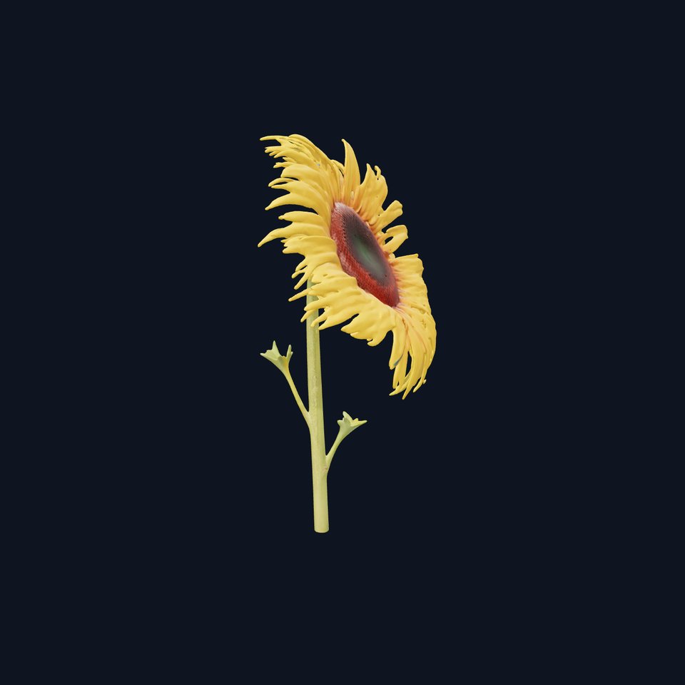 Golden Sunflower model pack