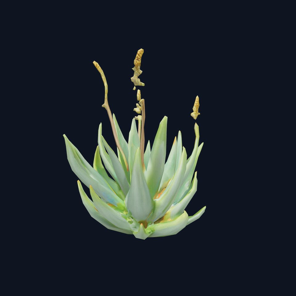 Succulent Aloe Green model pack