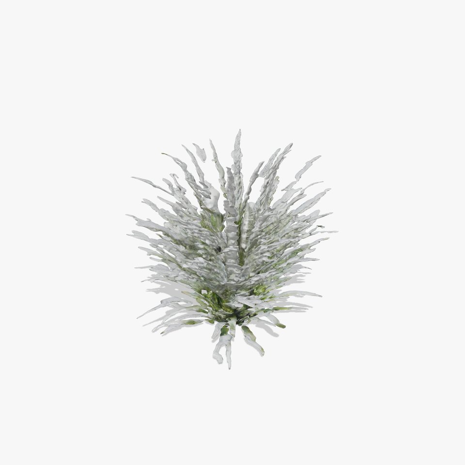 Lavender Fern model pack