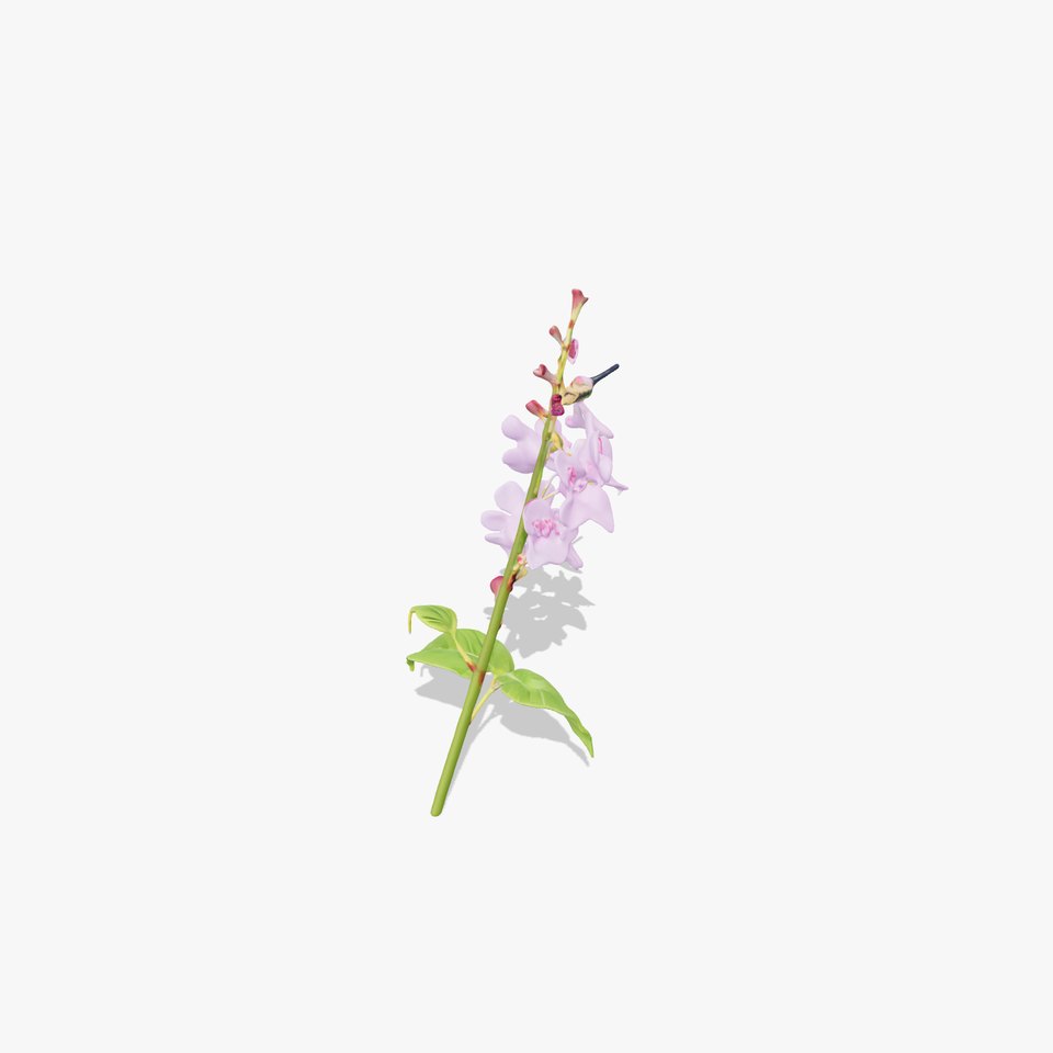 Lavender Floral Stalk model pack