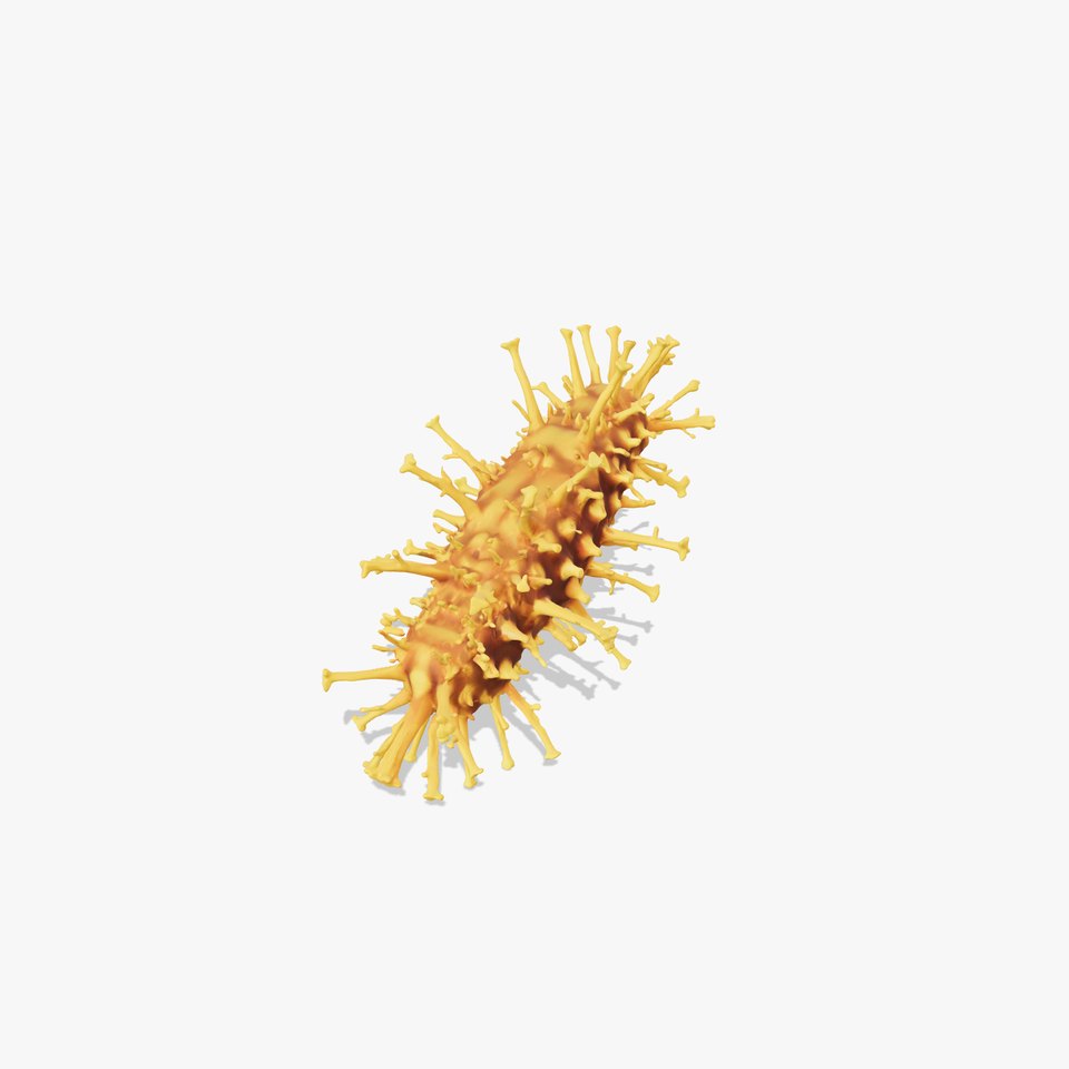 Golden Sea Cucumber model pack