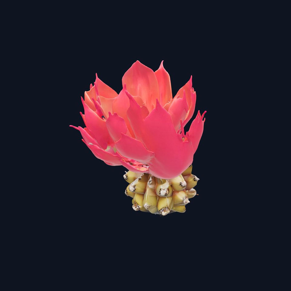 Red Blooming Cactus model pack