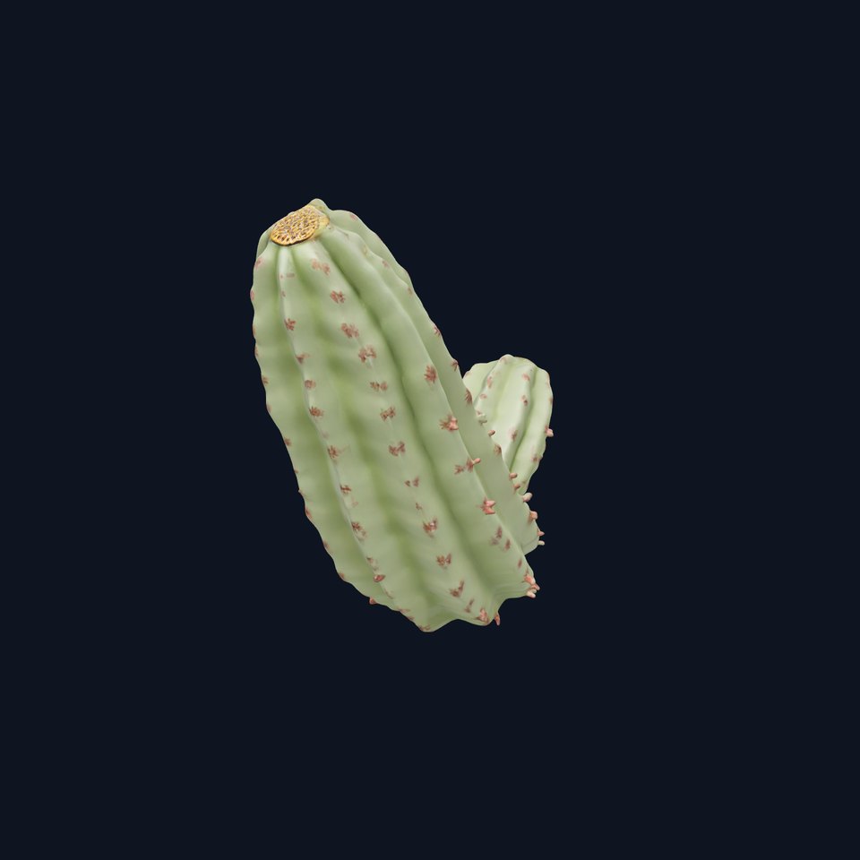 Green Cactus model pack