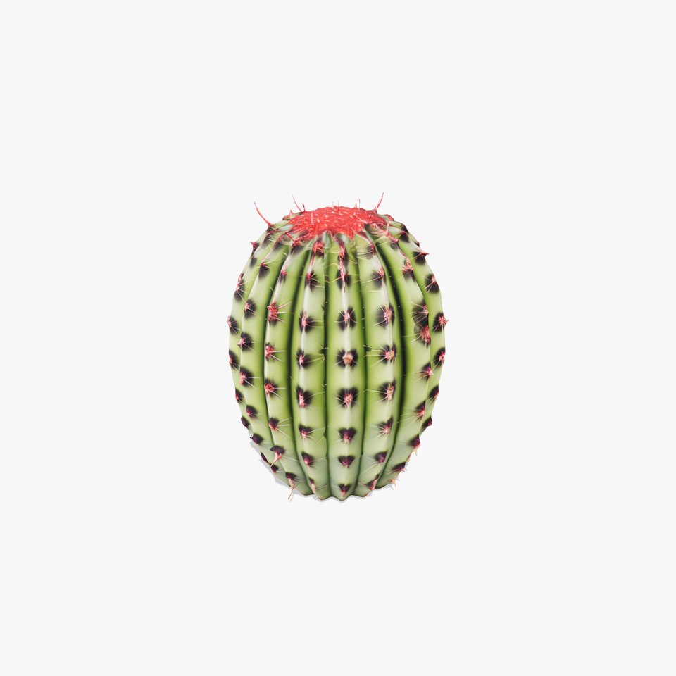 Prickly Cactus Plant model pack