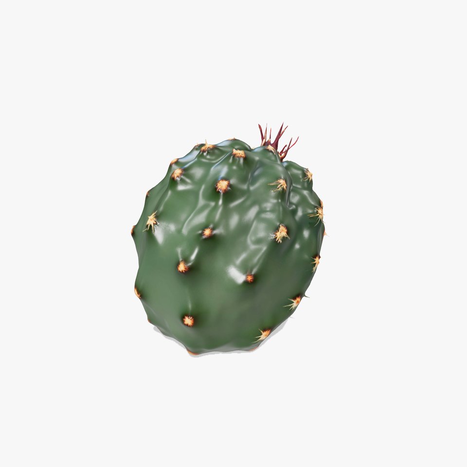 Prickly Cactus Ball model pack