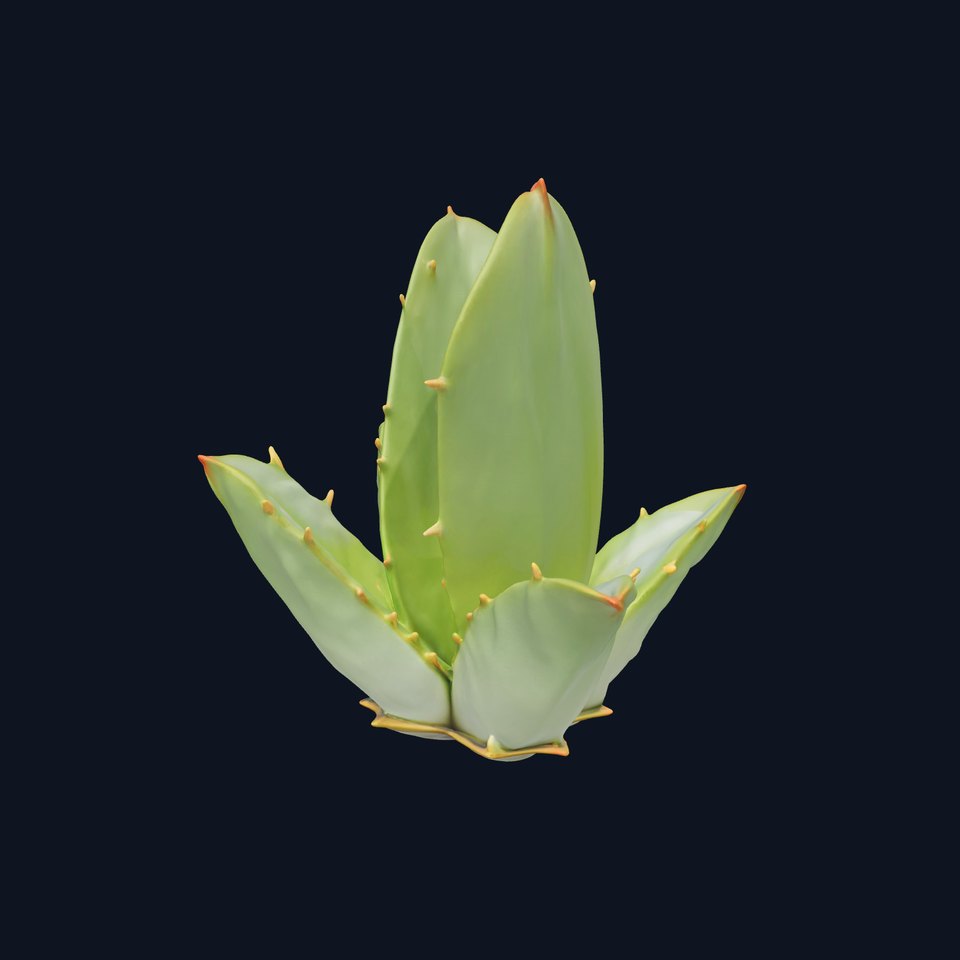 Agave Plant Decorative model pack