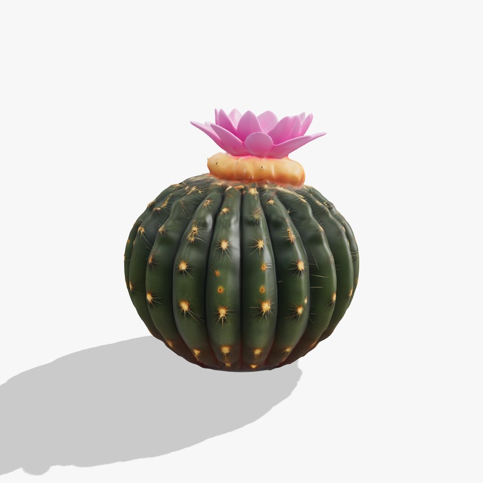 Flowering Cactus Plant model pack
