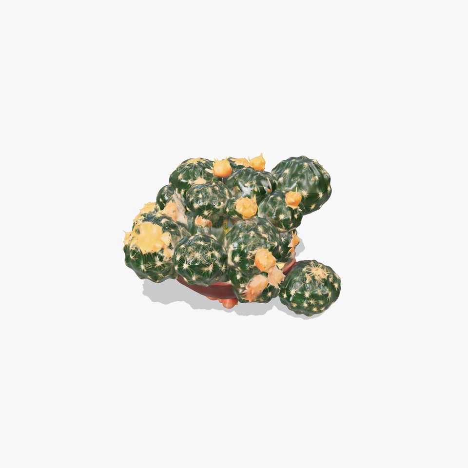 Blooming Cactus Flower model pack