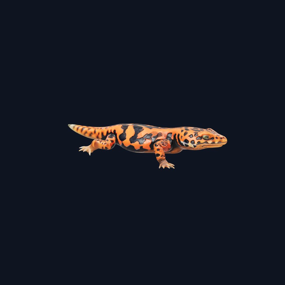 Vibrant Salamander model pack