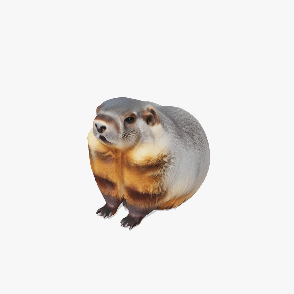 Realistic Gray Marmot model pack