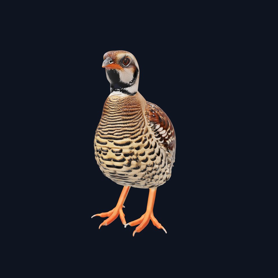Elegant Quail Bird model pack