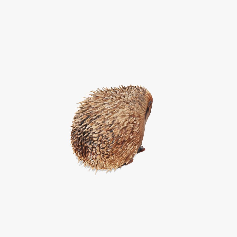 Spiky Hedgehog model pack